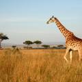 Masai Mara tribespeople standing in a row wearing colourful clothes