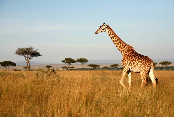 Giraffe in Masai Mara - East Africa safaris - On The Go Tours