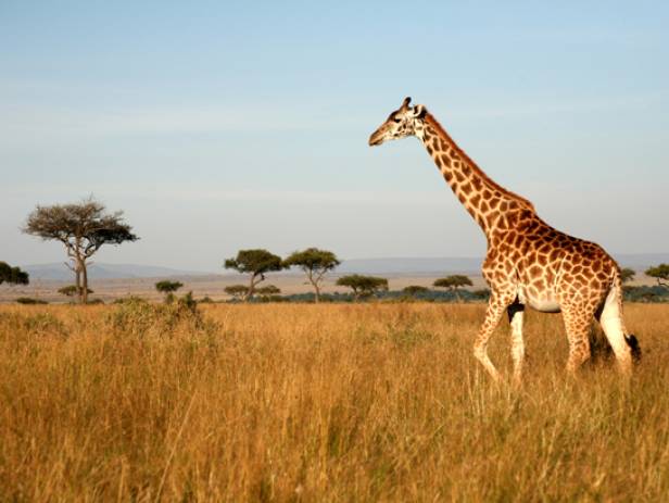 Masai Mara tribespeople standing in a row wearing colourful clothes