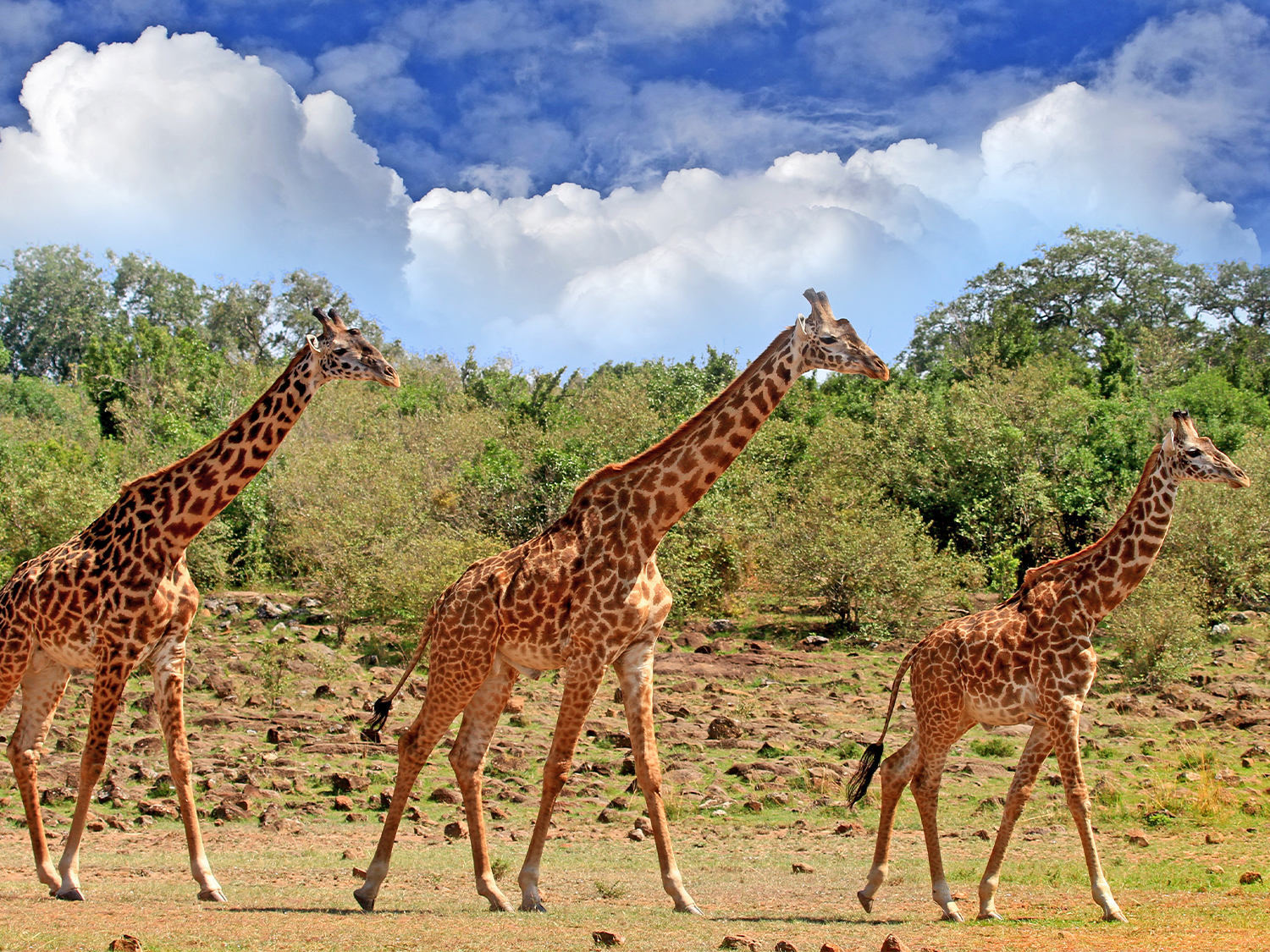Day 11 - South Luangwa National Park
