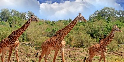 Giraffe in South Luangwa National Park - Zambia