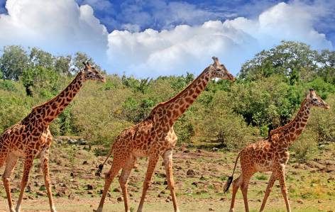 Giraffe in South Luangwa National Park - Zambia
