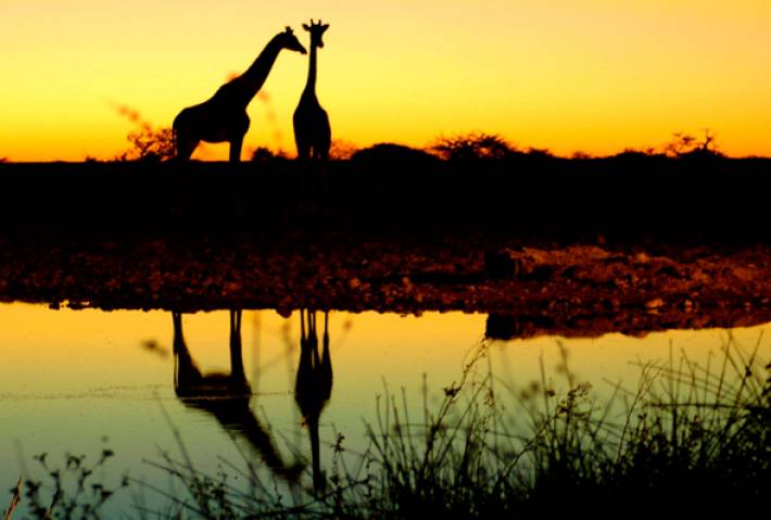 GiraffeSunset