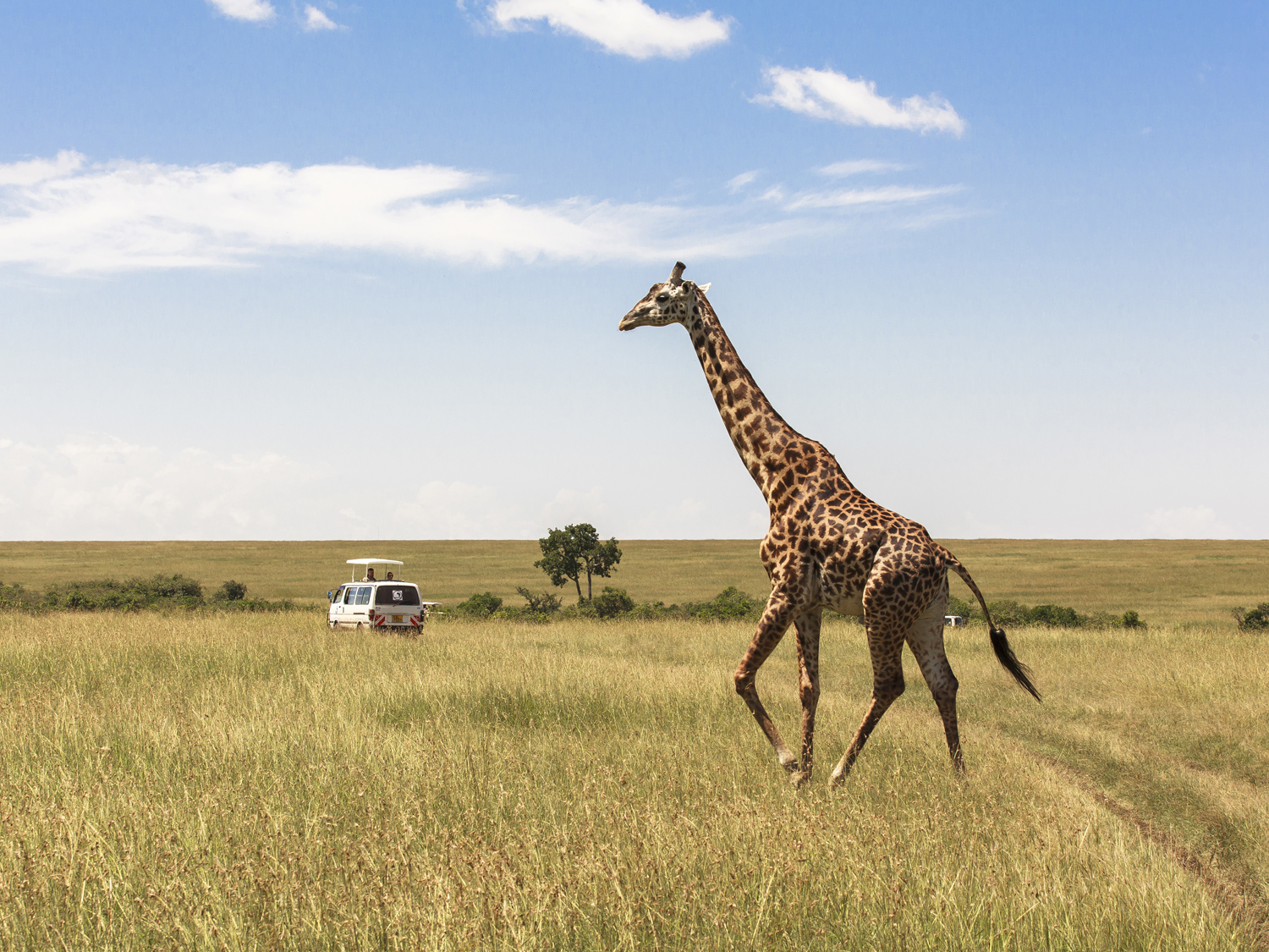 Day 6 - Safari Adventure