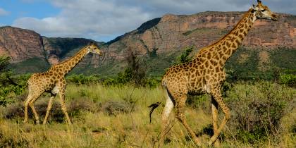 Giraffes in Entabeni Game Reserve