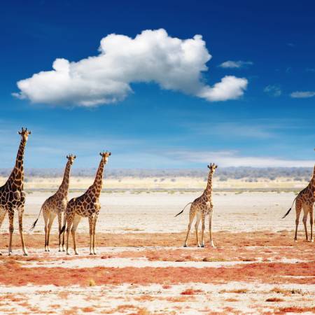 Girrafes in Etosha - Namibia - On The Go Tours