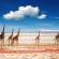 Giraffes in Etosha | Namibia | On The Go Tours