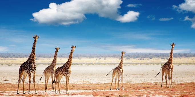 Giraffes in Etosha | Namibia | On The Go Tours