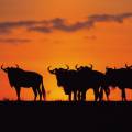 Hundreds of wildebeests on the savannah plains of Ngorongoro Crater