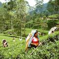 The rolling tea plantation hills of Nuwara Eliya