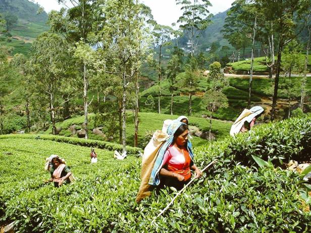 The rolling tea plantation hills of Nuwara Eliya