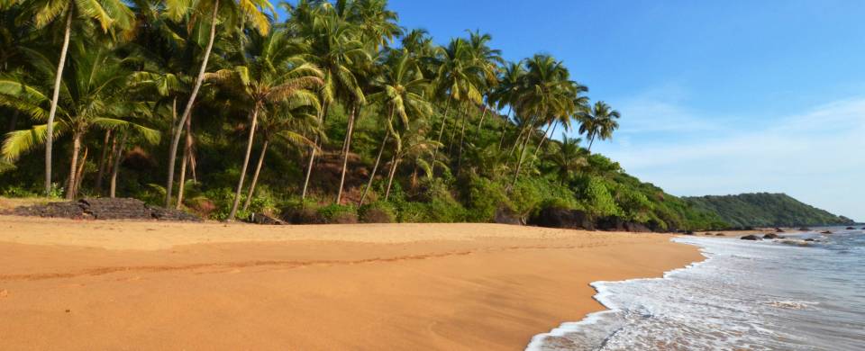 Beautiful sandy beach in Goa, fringed with palm trees