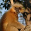 Ranthambore tiger in tree - New Web Image - On the Go Tours