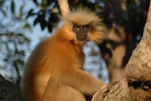 Golden Langur - India - On The Go Tours