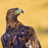 Golden eagle | La Serrania National Park | Spain