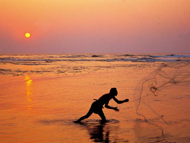 Beautiful sandy beach in Goa, fringed with palm trees