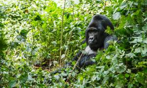 Gorilla & Game Trek