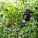 Mountain Gorilla | Bwindi Impenetrable National Park | Uganda