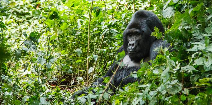 Mountain Gorilla | Bwindi Impenetrable National Park | Uganda