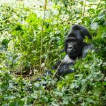 Mountain Gorilla | Bwindi Impenetrable National Park | Uganda