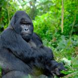 Mountain Gorilla | Bwindi Impenetrable National Park | Uganda