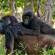 Gorilla with her baby | Uganda | On The Go Tours