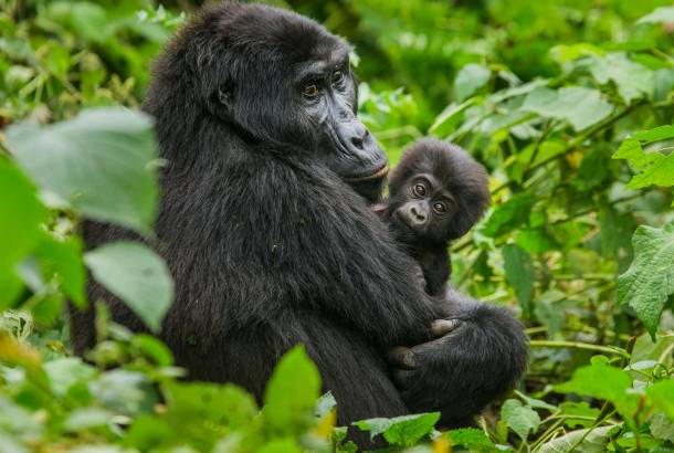 Gorilla mother and baby