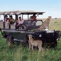 Family of elephants walking across the road in front of a jeep in the Serengeti National Park