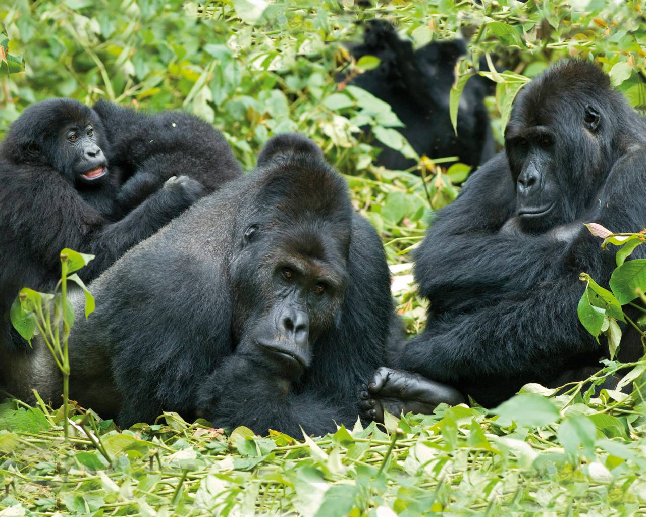 Gorilla Trekking and Safari in East Africa | On The Go Tours