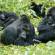 Gorillas | Uganda | Africa