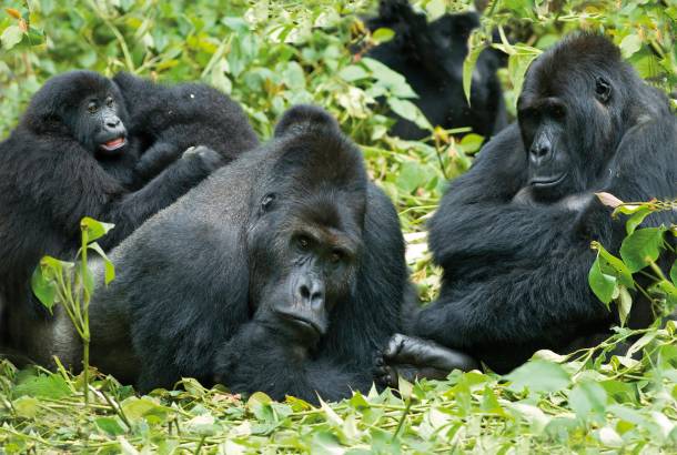 Gorilla-Trek-And-Tanzania-Itinerary-Main-Overland-Journeys-Africa