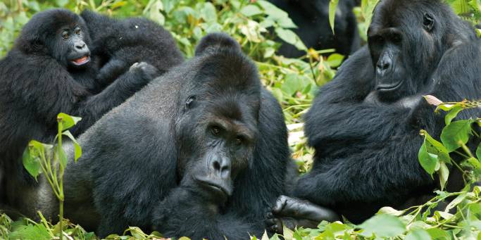 Gorillas | Uganda | Africa