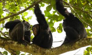 Gorillas, Chimps & Nile River main image - Chimpanzees in Queen Elizabeth NP - Uganda