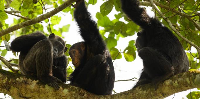 Chimpanzees in Queen Elizabeth National Park | Uganda