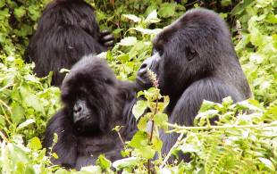 Gorillas-In-The-Mist-Itinerary-2-Classic-Safaris-Africa