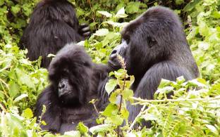 Trek to see the mountain gorillas on our Uganda safari tours