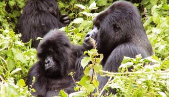 Trek to see the mountain gorillas on our Uganda safari tours