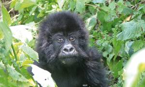Gorillas-In-The-Mist-Itinerary-Main-Classic-Safaris-Africa