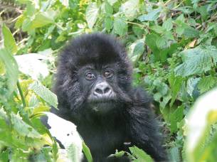 Gorillas-In-The-Mist-Itinerary-Main-Classic-Safaris-Africa