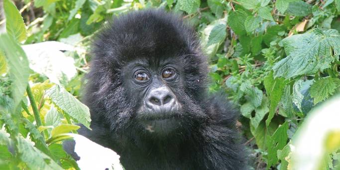 Gorilla | Uganda | Africa