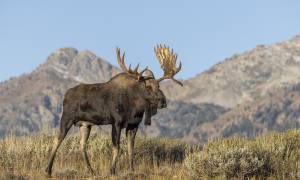 Grand Teton & Yellowstone Camping main - grand teton moose