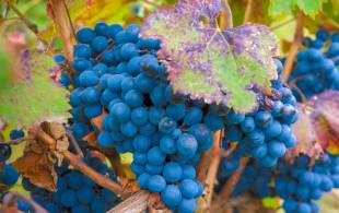 Grapes in Mendoza - Argentina - On The Go Tours