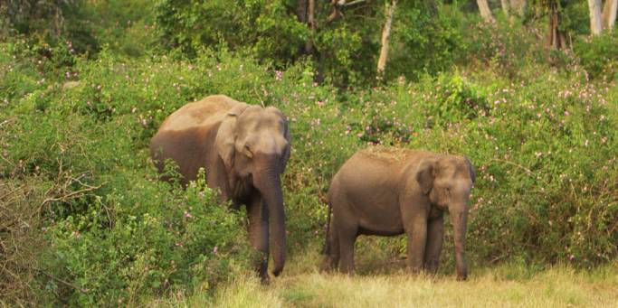 Wildlife spotting | Kerala | India