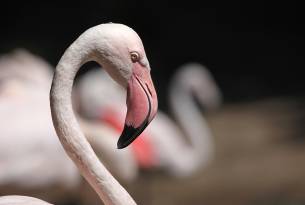 Greater flamingo - India - On The Go Tours