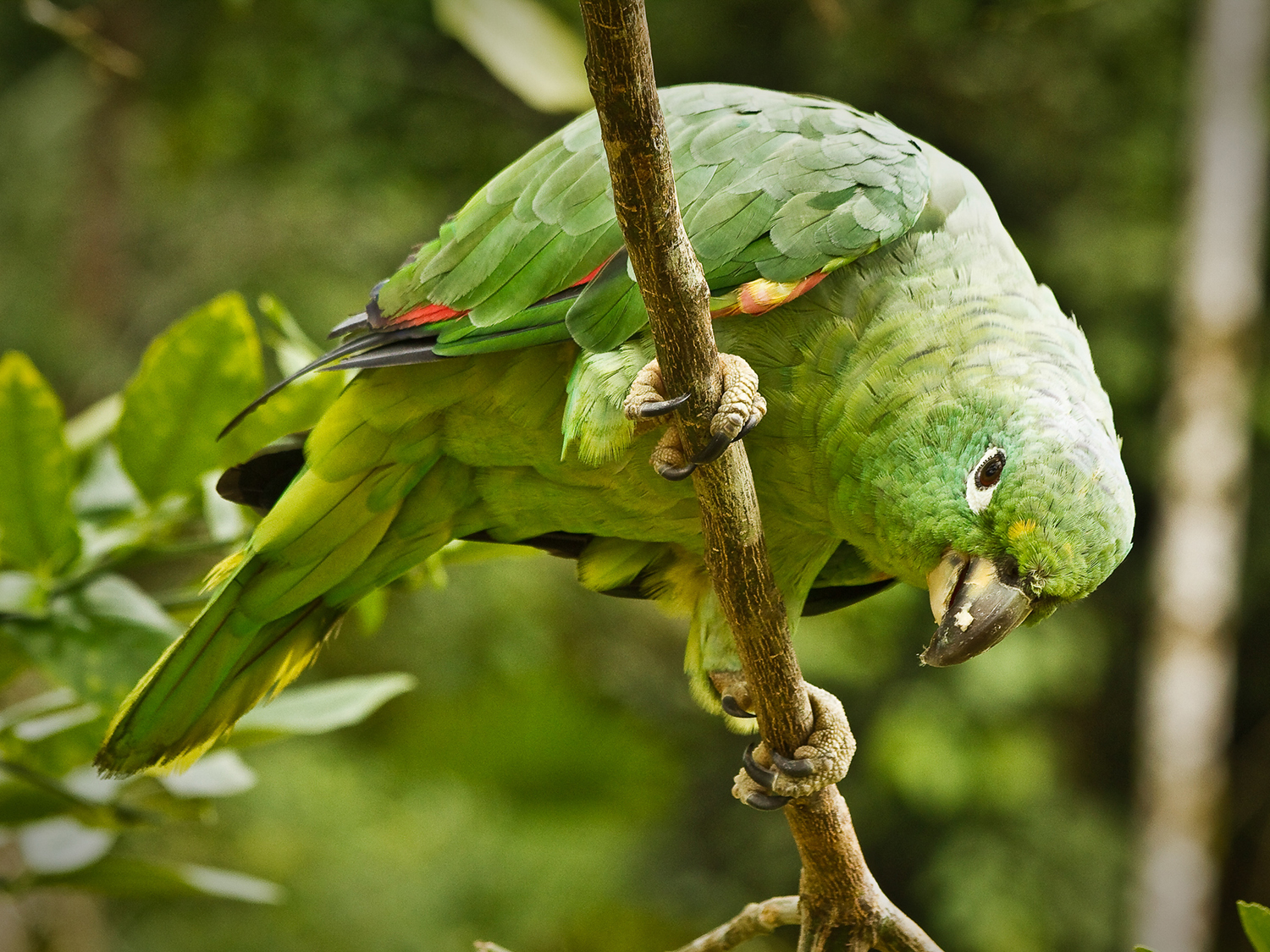 Day 6 - Exploring the Amazon Rainforest