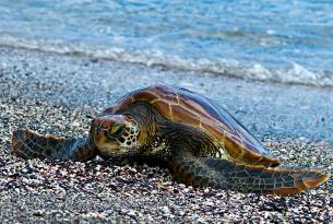 Green turtle - Galapagos Wildlife Calendar - On The Go Tours