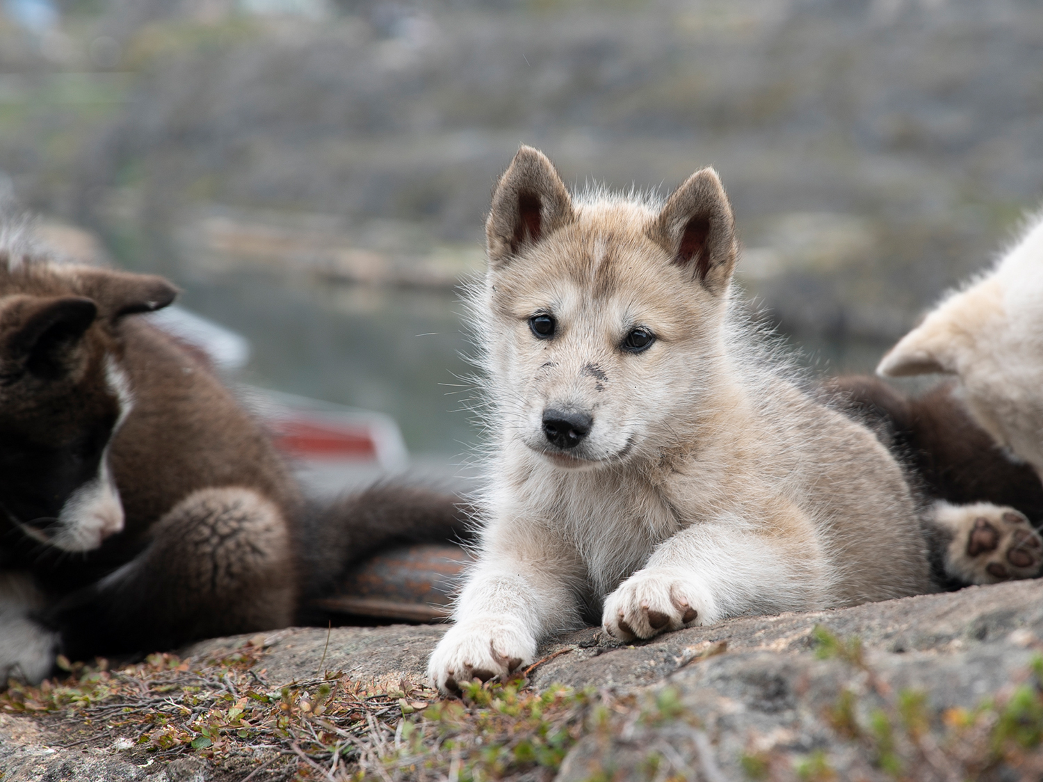 Day 3 - Tasiilaq