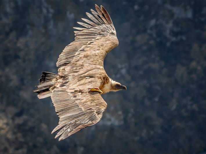 Griffon vulture uvac nature reserve - serbia