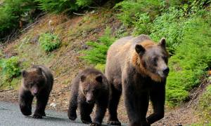 Grizzly bear & cubs - Alaska - North America Tours - On The Go Tours