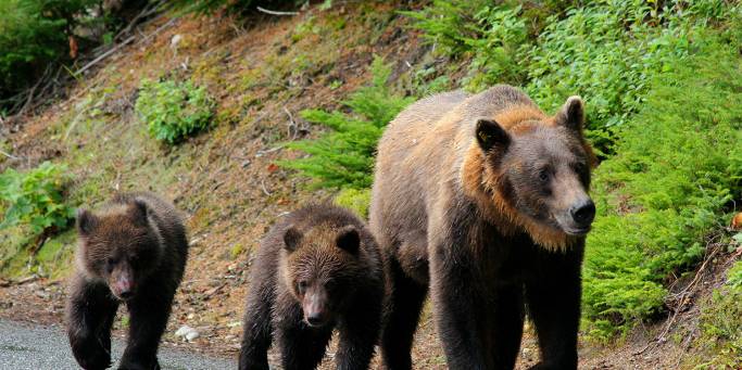 A grizzly bear and her cubs | Alaska | USA | North America